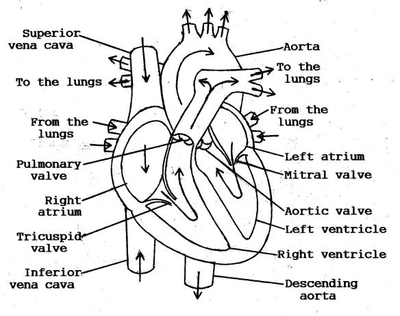 Heart Diagram | Biology Journal